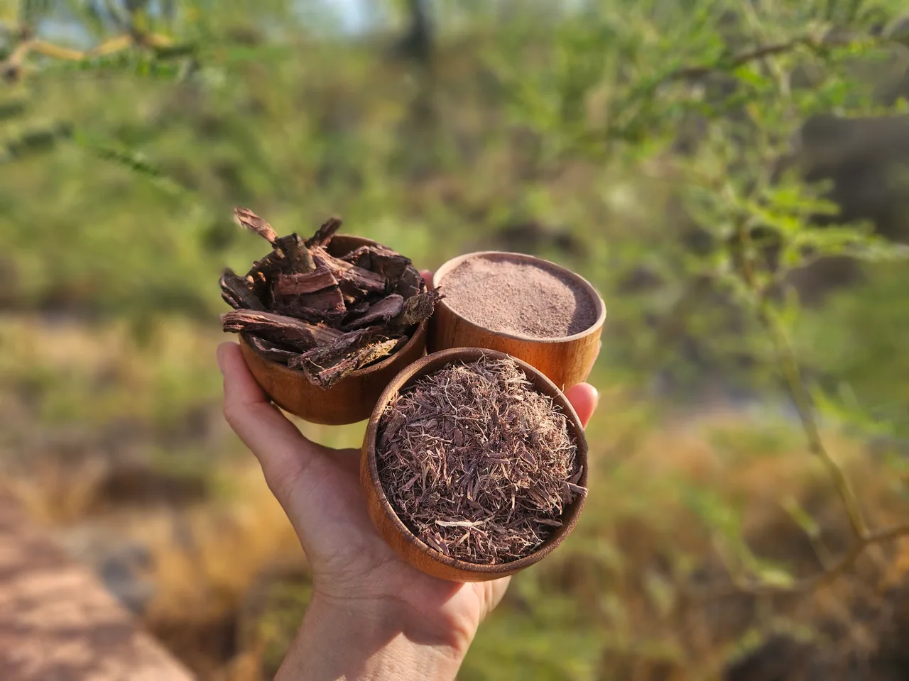 Bowls of Mimosa hostilis root bark chips, shredded bark, and powder held in front of a dry forest landscape