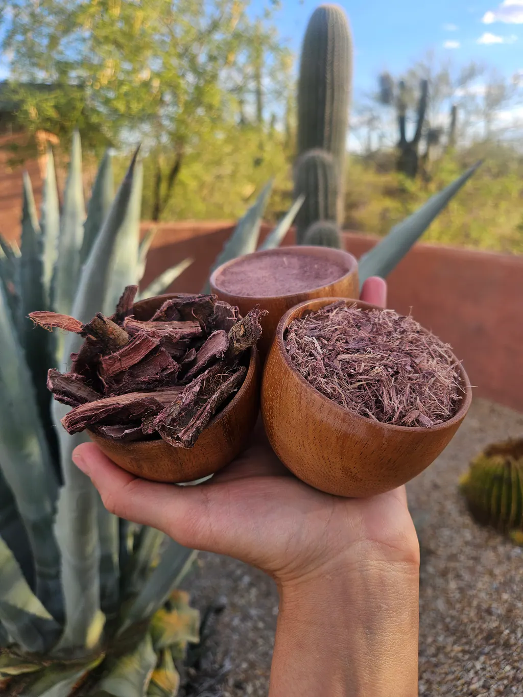 A hand holding three wooden bowls of Mimosa hostilis root bark forms in front of agave and cactus.